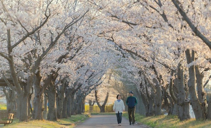 Ludzie idący aleją kwitnących wiśni