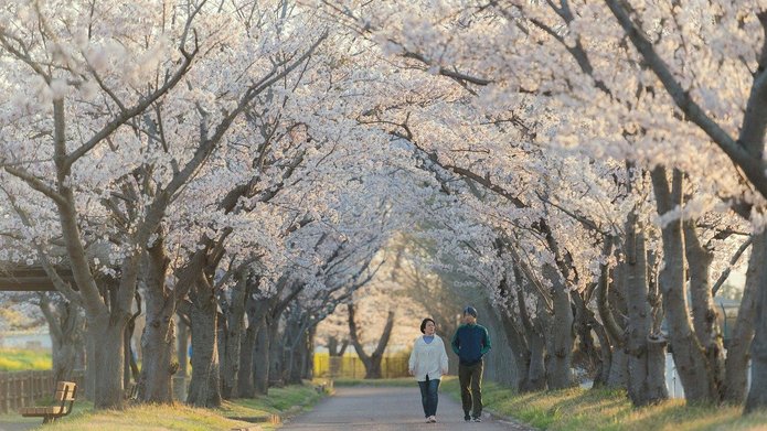Ludzie idący aleją kwitnących wiśni