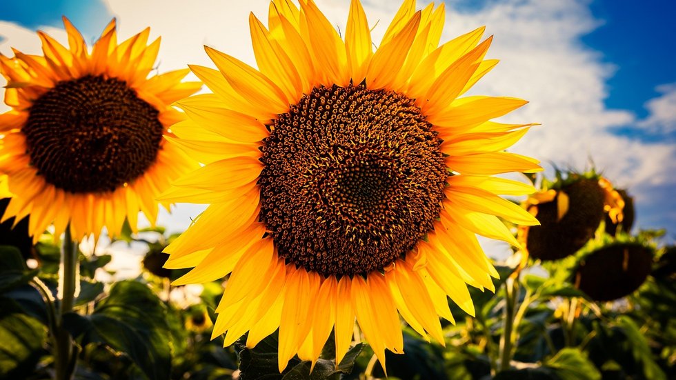 Na zdjęciu widzimy piękne, duże słoneczniki w pełnym rozkwicie, sfotografowane z bliska na tle nieba. Centralny słonecznik dominuje w kadrze – jego intensywnie żółte płatki kontrastują z ciemnym środkiem wypełnionym nasionami. Światło słoneczne podkreśla barwy i tekstury rośliny, dodając ciepłego, złocistego blasku. W tle widać więcej słoneczników, niektóre lekko przysłonięte cieniem, oraz błękitne niebo z białymi chmurami. 