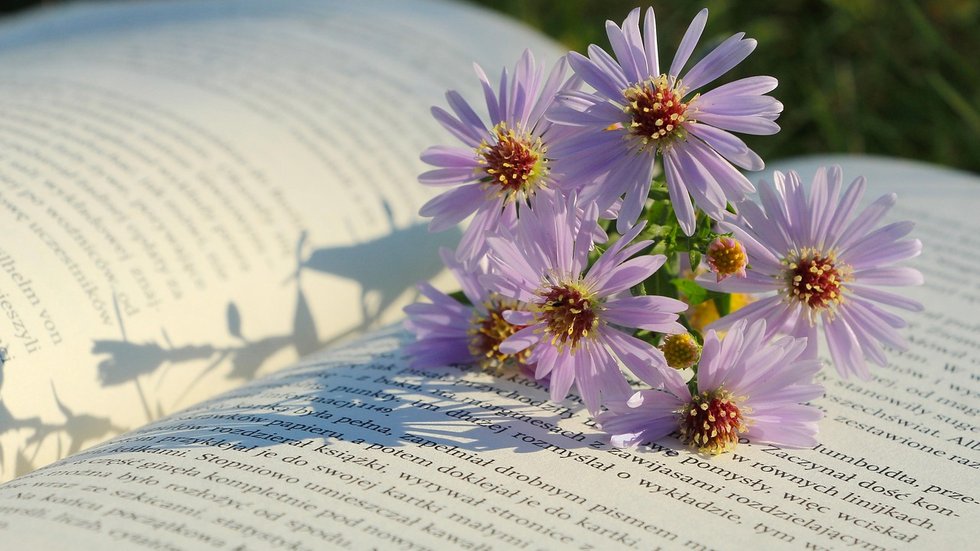 Na pierwszym planie znajdują się fioletowe kwiaty – prawdopodobnie są to astery, które delikatnie opierają się na otwartej książce. 